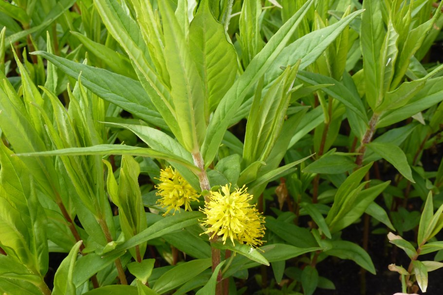 Вербейник остроцветный