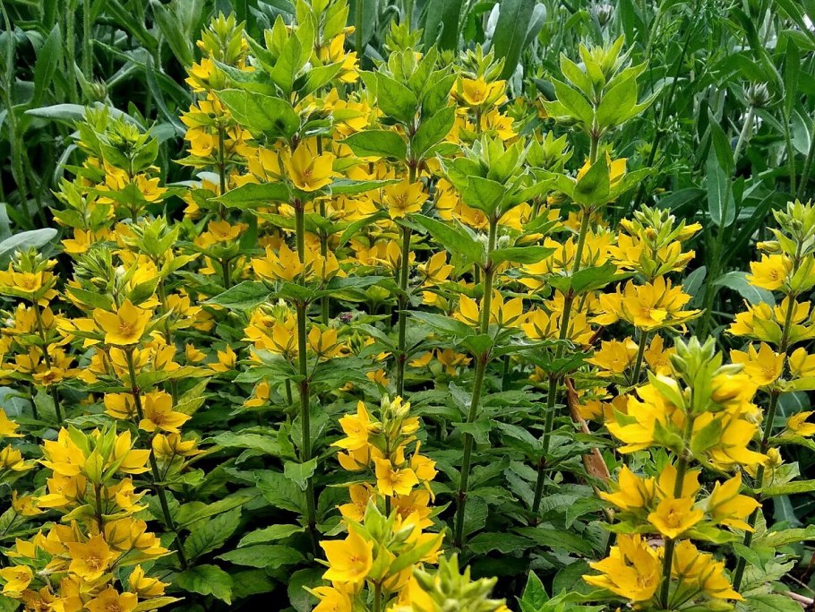 Вербейник болотный