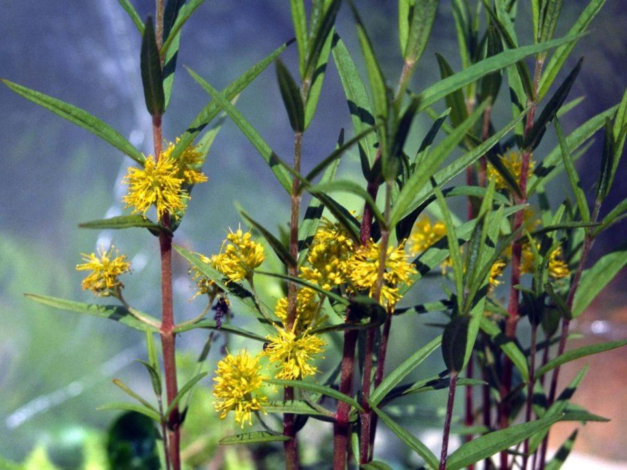 Кизляк кистецветный