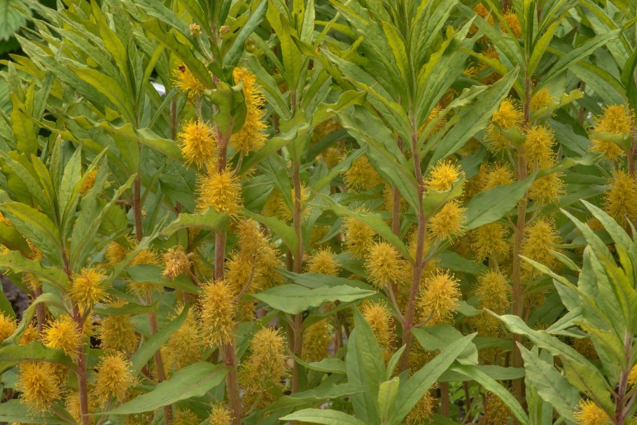 Lysimachia thyrsiflora