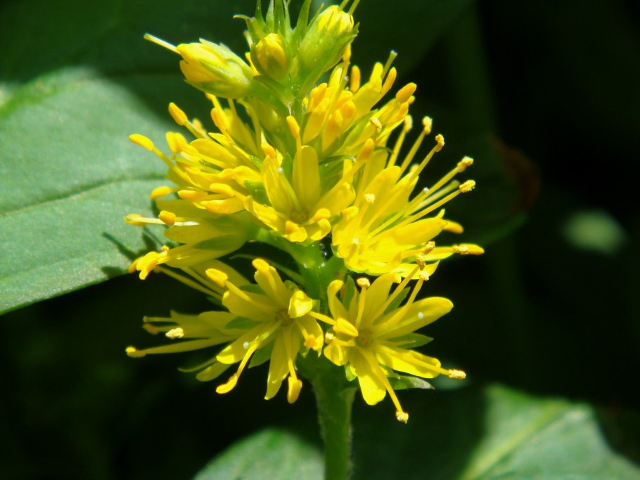 Болотные растения Карелии