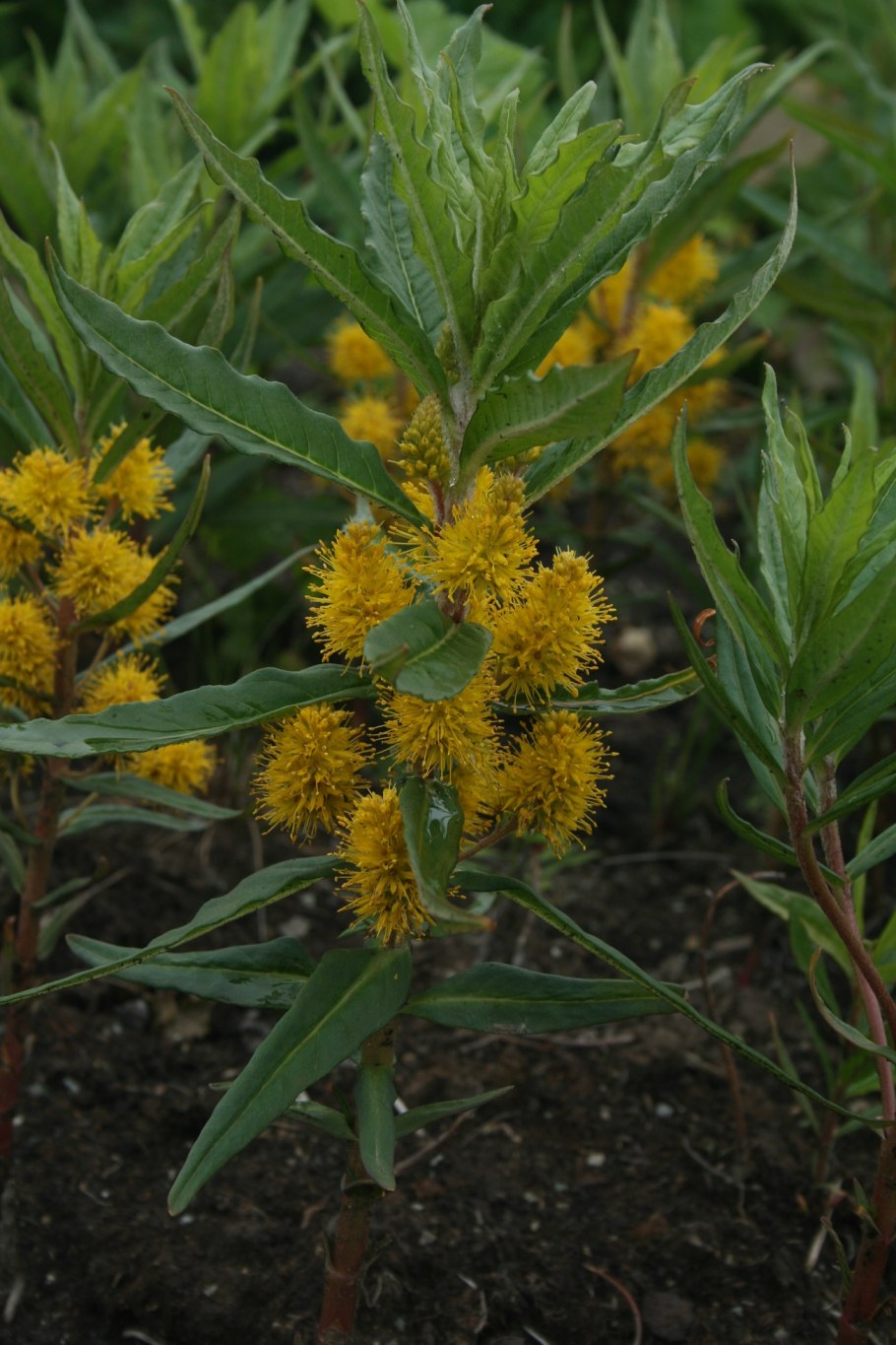 Вербейник остроцветный