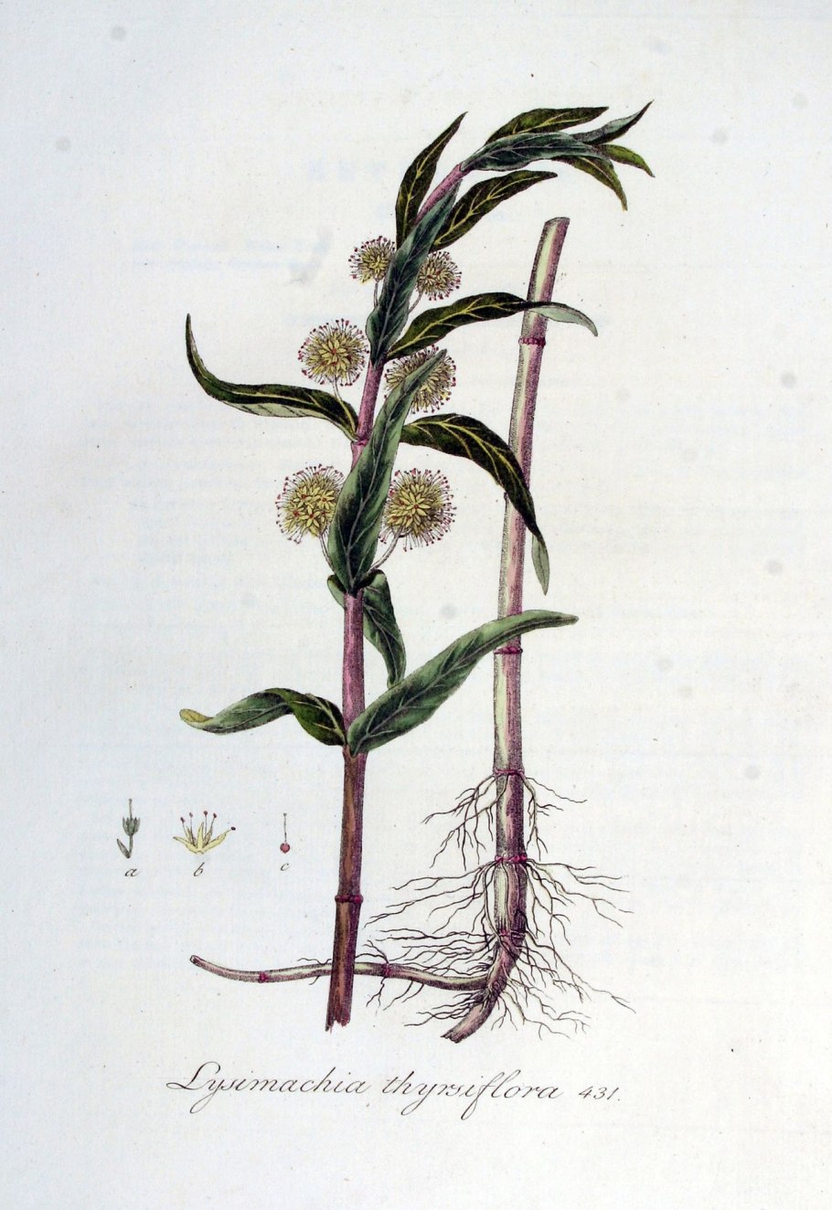 Вербейник Лизимахия