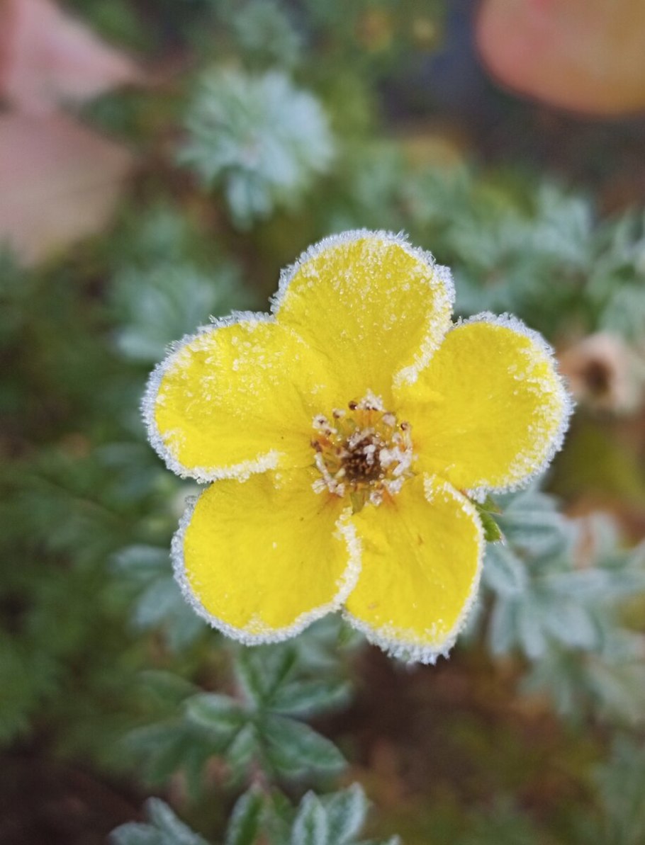 Лапчатка Арктическая