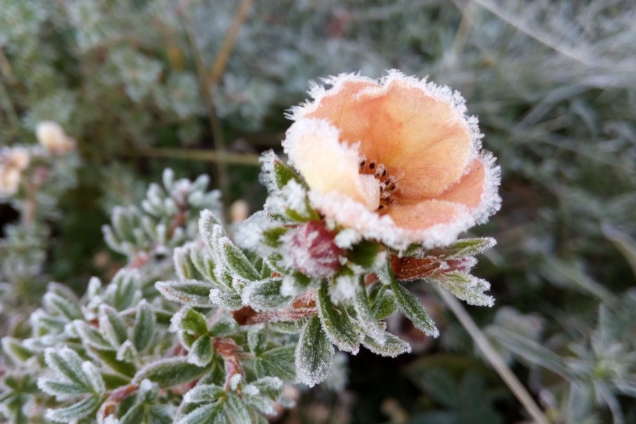 Лапчатка кустарниковая Дэнни Бойл