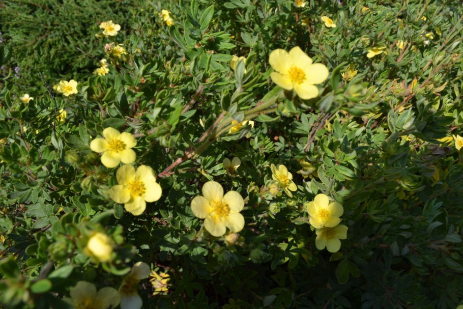 Лапчатка Сноуфлейк р9 СДС