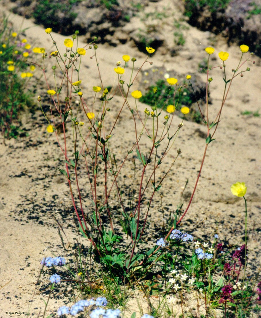 Лапчатка кустарниковая Сансет