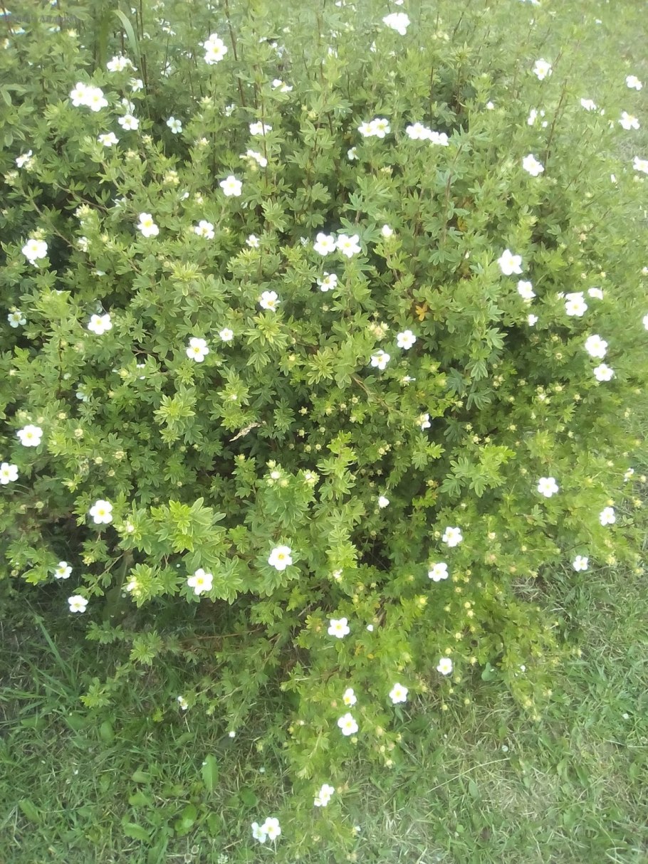 Лапчатка Белла Линдсей