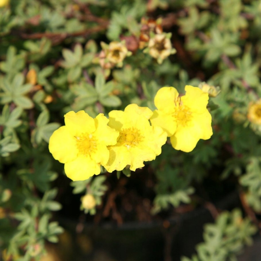 Лапчатка кустарниковая Elizabeth