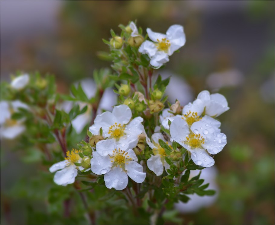Лапчатка Снежная гербарий