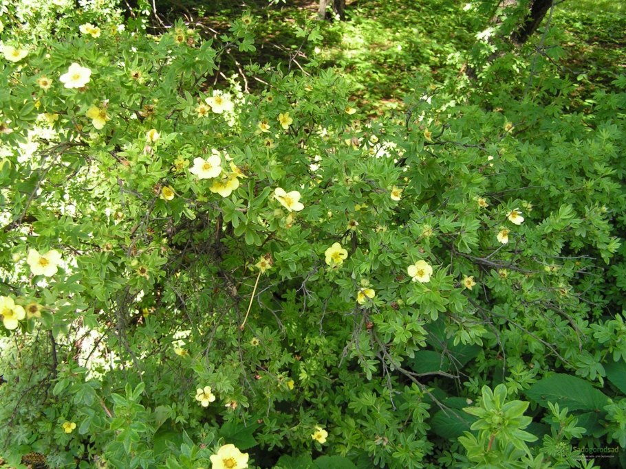 Лапчатка кустарниковая Альба