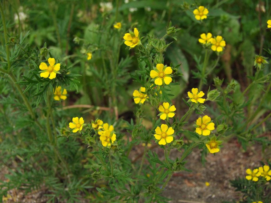 Лапчатка Плантариум