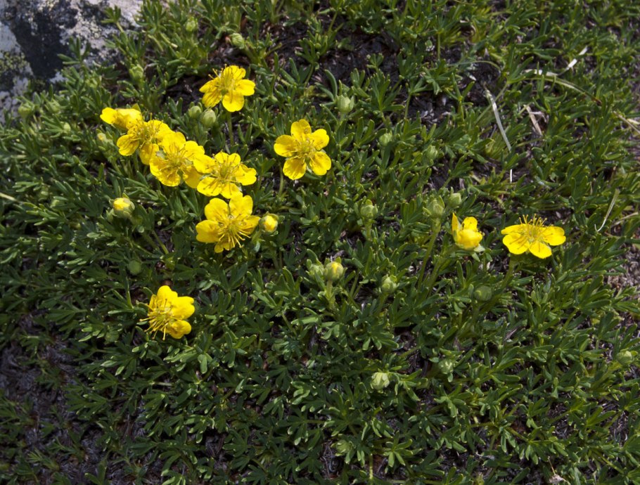 Лапчатка лежачая гербарий Potentilla supina