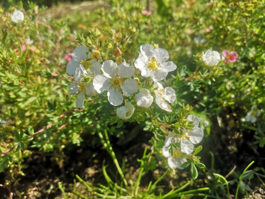 Лапчатка рябинколистная