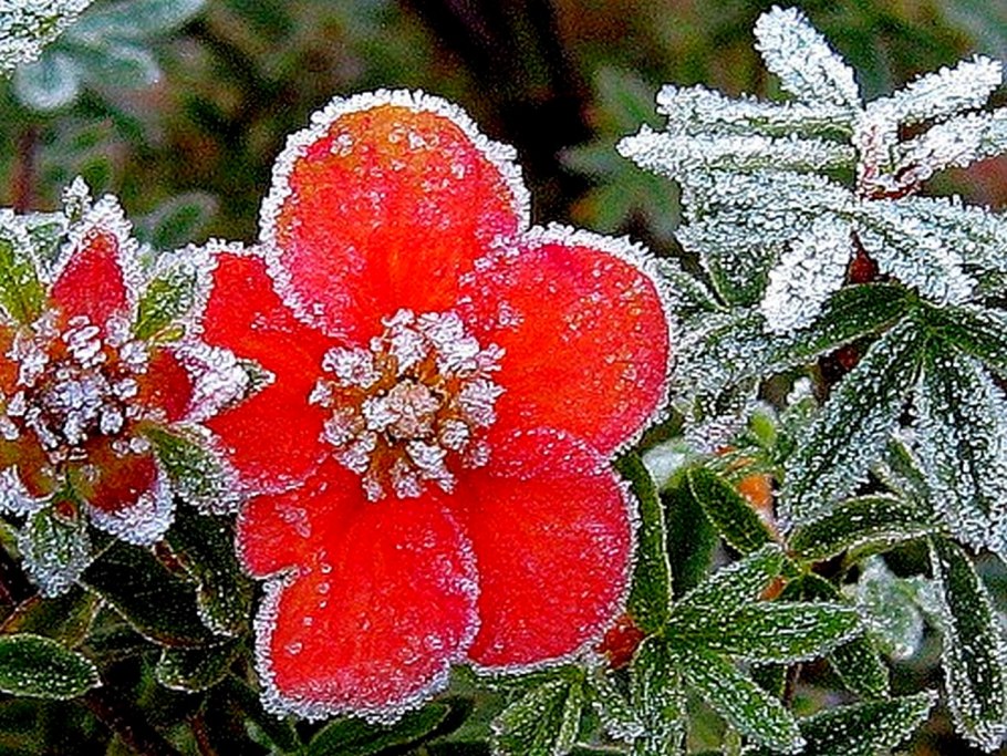 Лапчатка Норвежская это сорняк