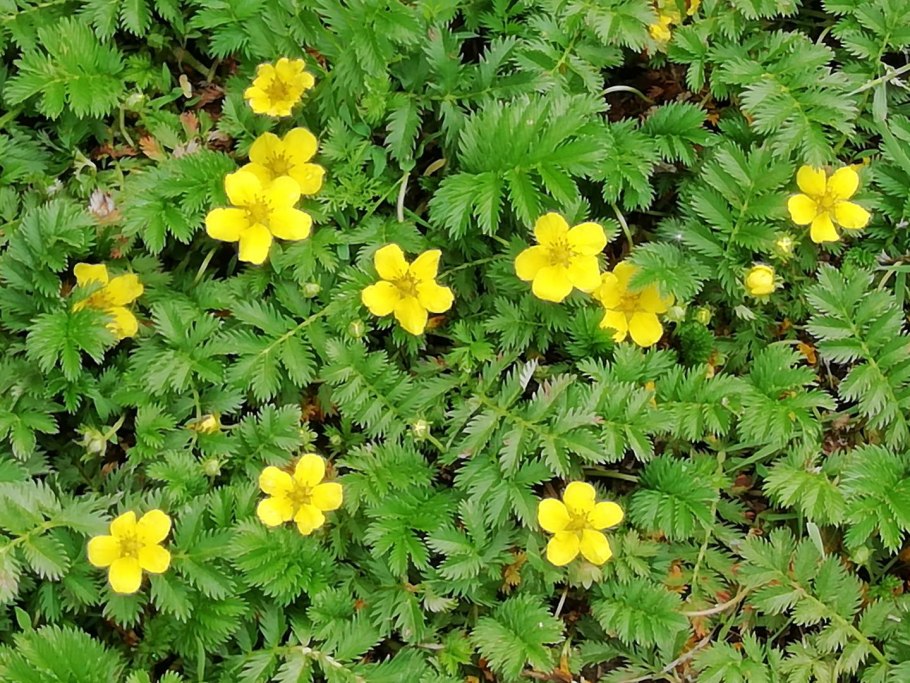 Лапчатка гусиная (potentilla anserina)