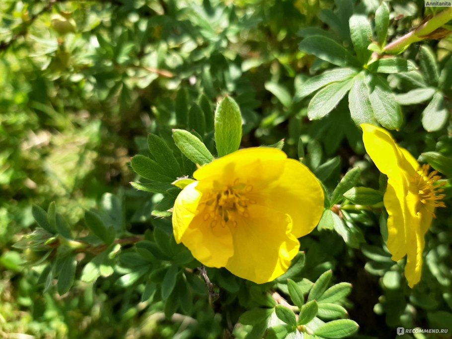 Лапчатка фридхем