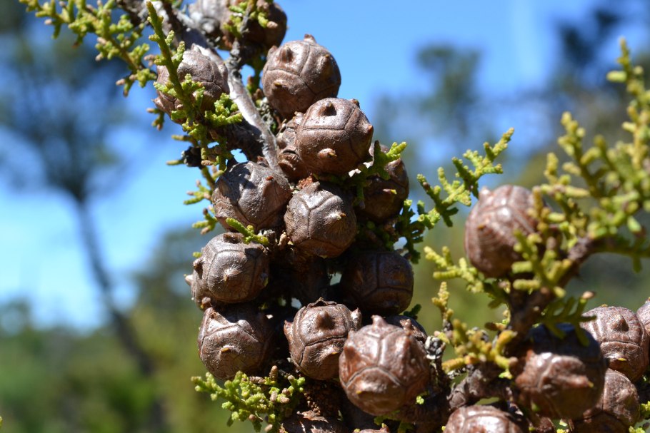Декоративные кустарники светофор