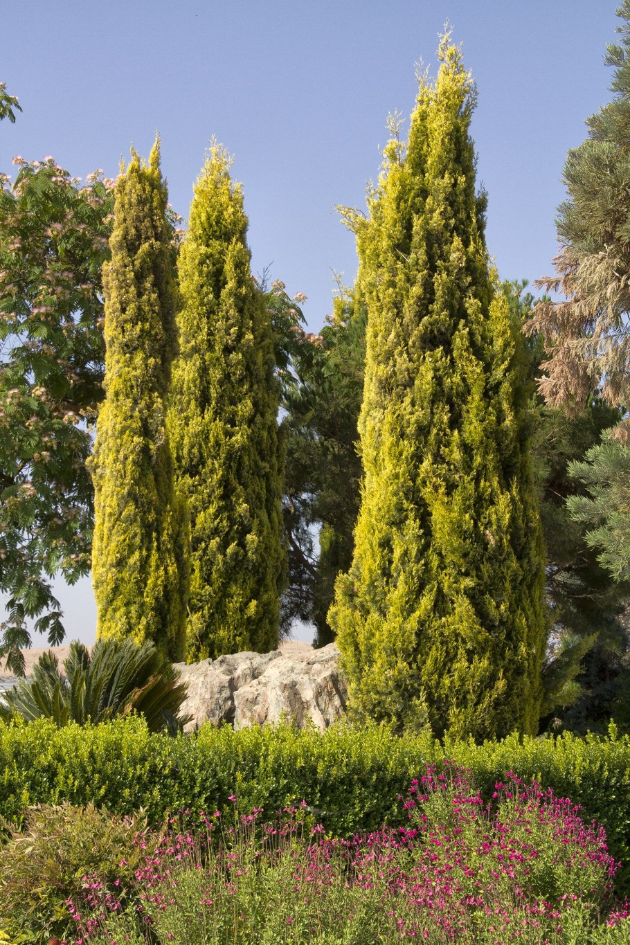 Кипарис пирамидальный