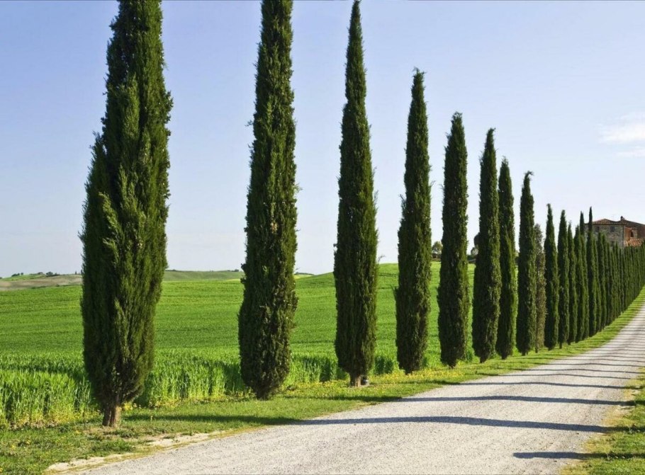 Кипарис пирамидальный