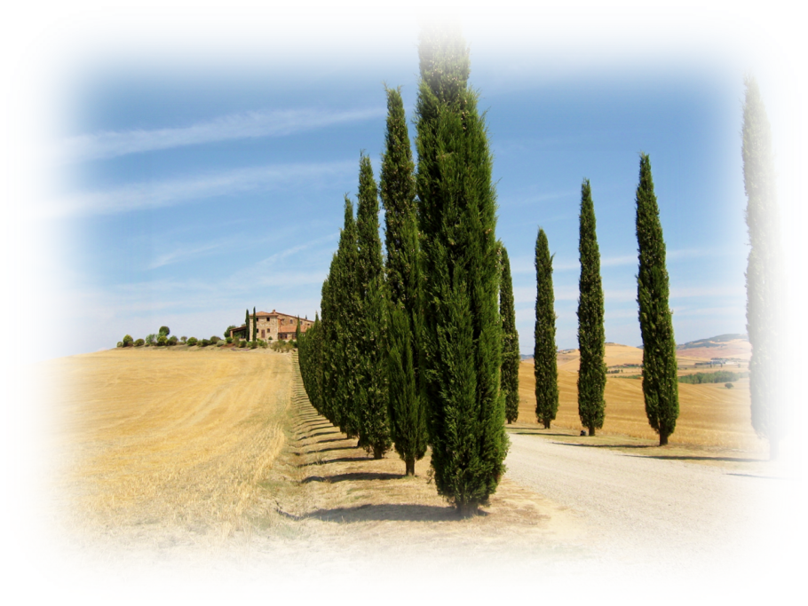 Кипарис вечнозеленый пирамидальный