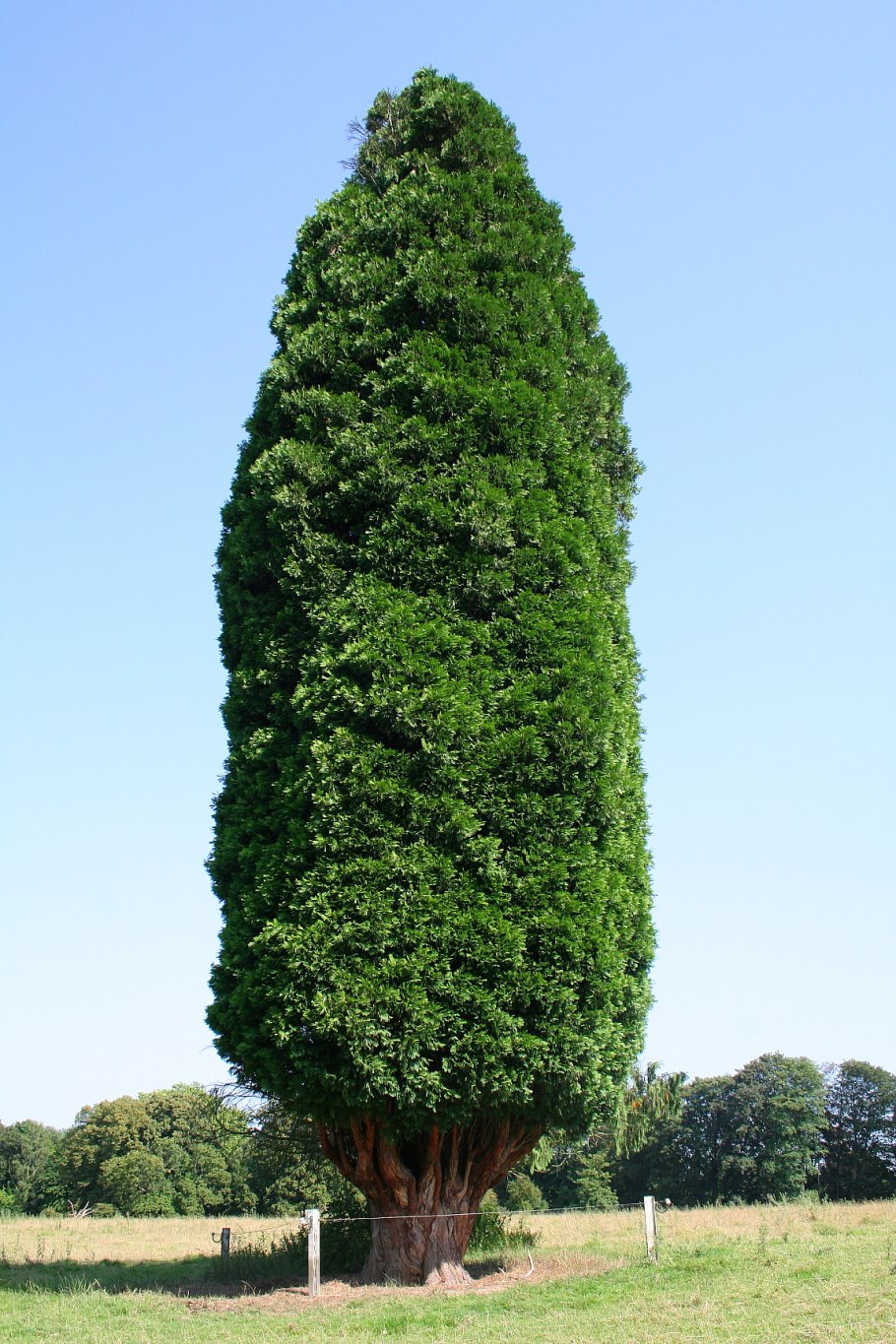 Kaliforniya service (Cupressus goveniana Gord.