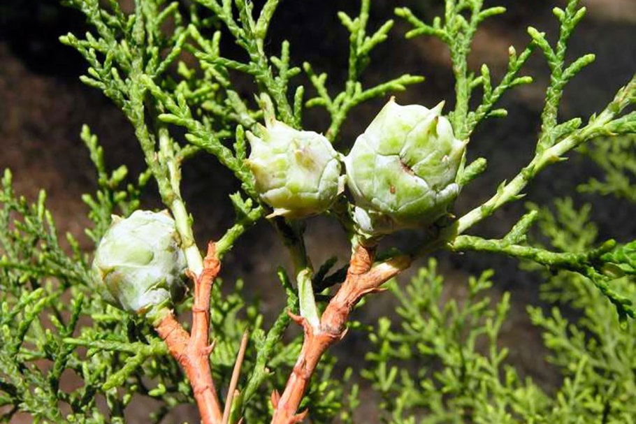 Кипарисы в Калифорнии