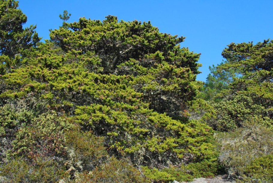Кипарис итальянский (Cupressus sempervirens)