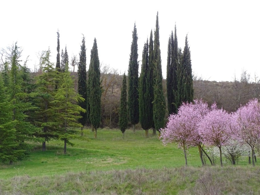 Кипарис калифорнийский Cupressus