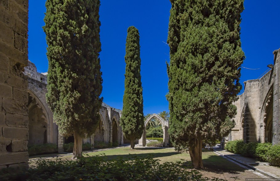 Кипарис калифорнийский Cupressus