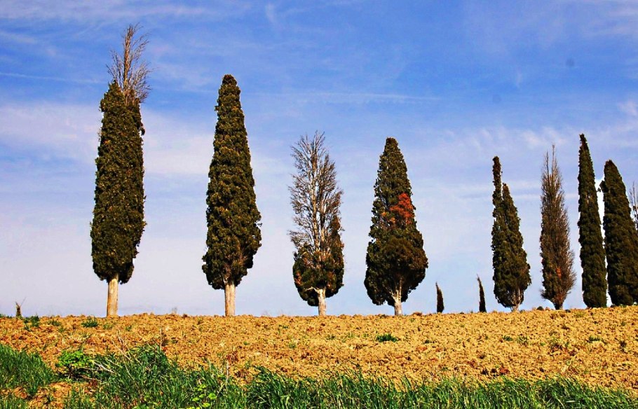 Кипарис пирамидальный Крым