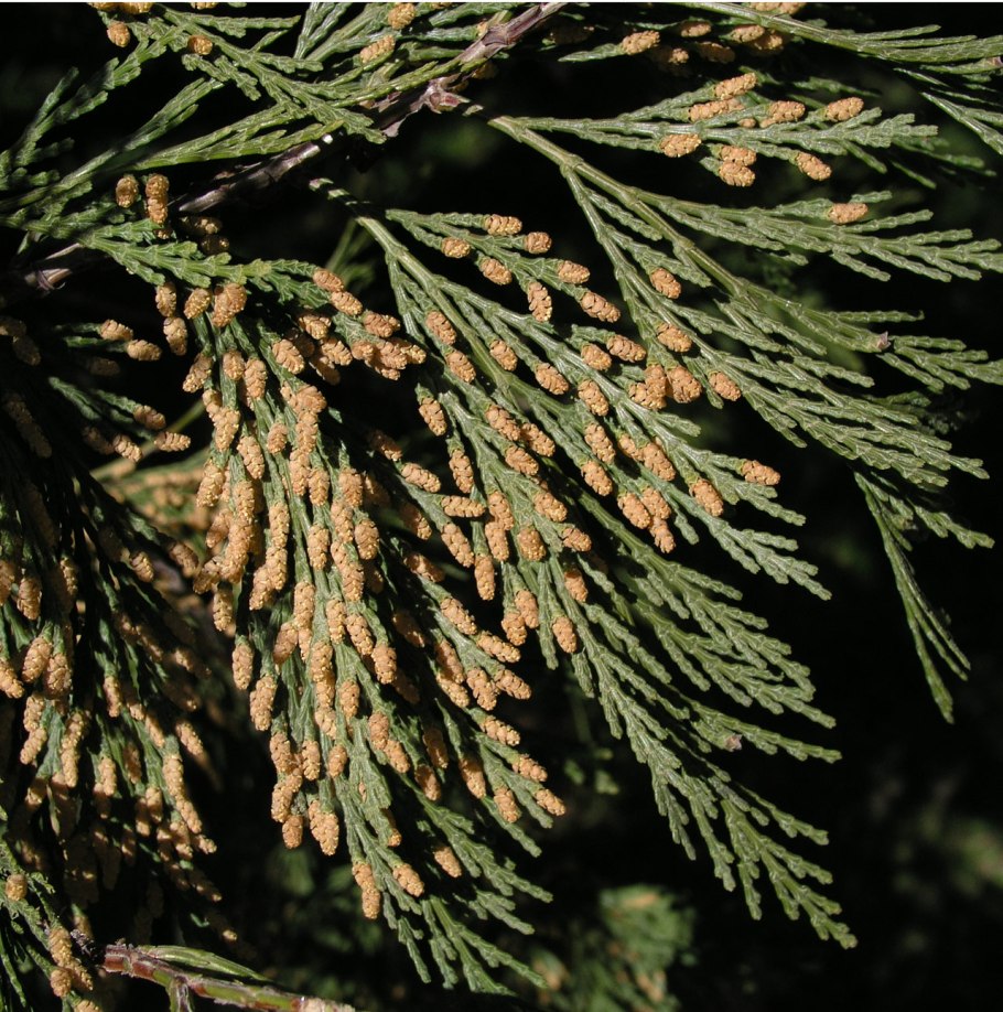 Кипарис вечнозелёный в ландшафте