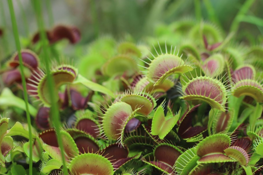 Растение хищник Дионея