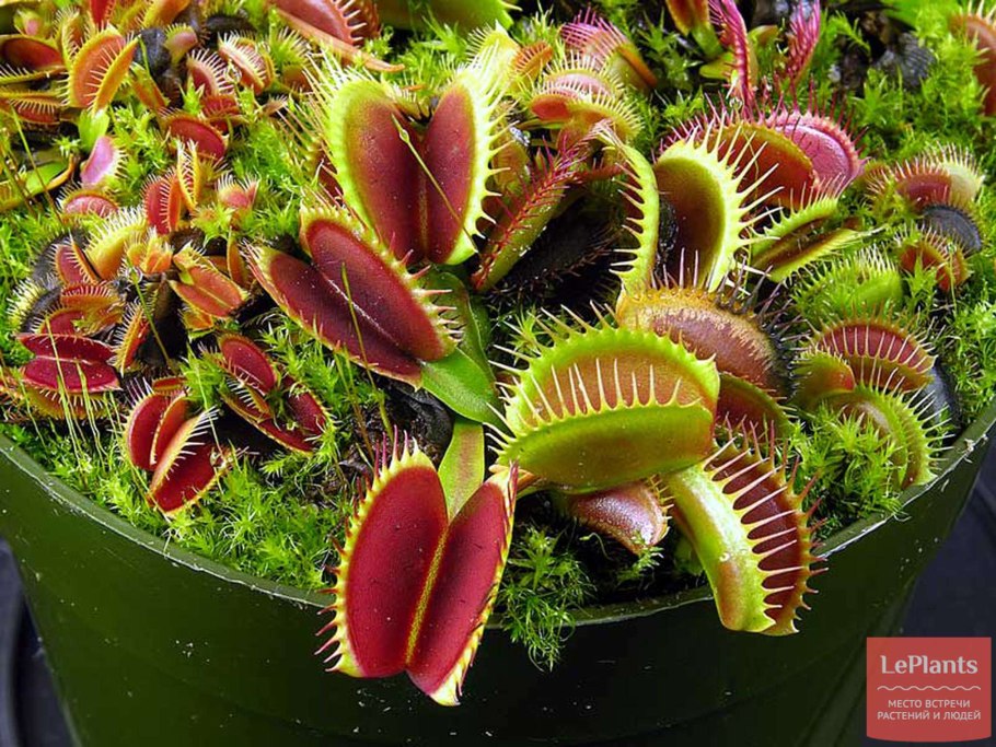 Дионея Венерина мухоловка