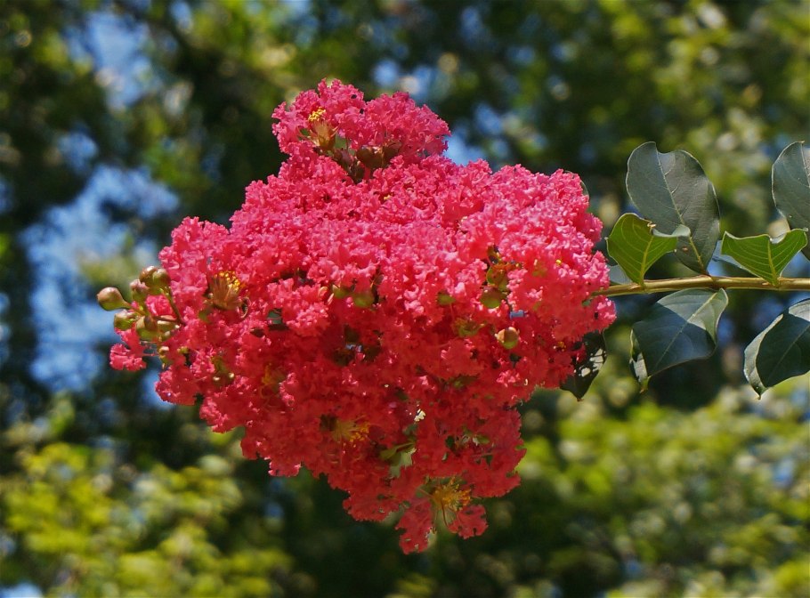 • Лагерстремия (Lagerstrōemia