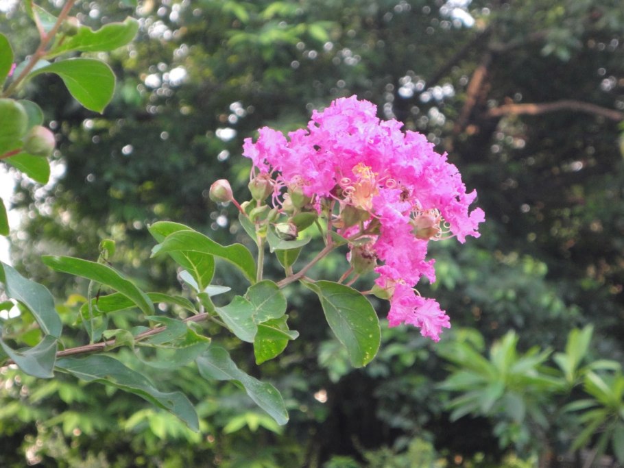Лагерстремия Crape-Myrtle