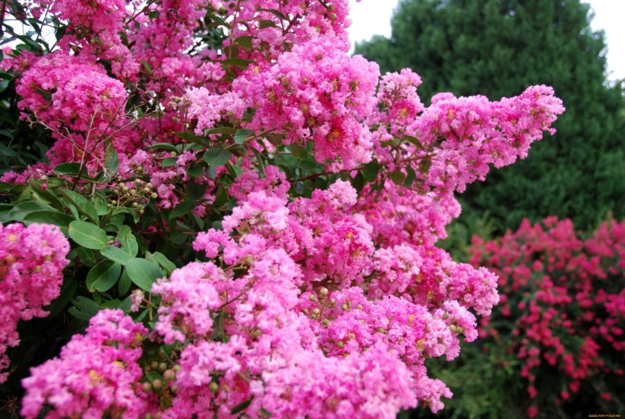 Лагерстремия Pink grape