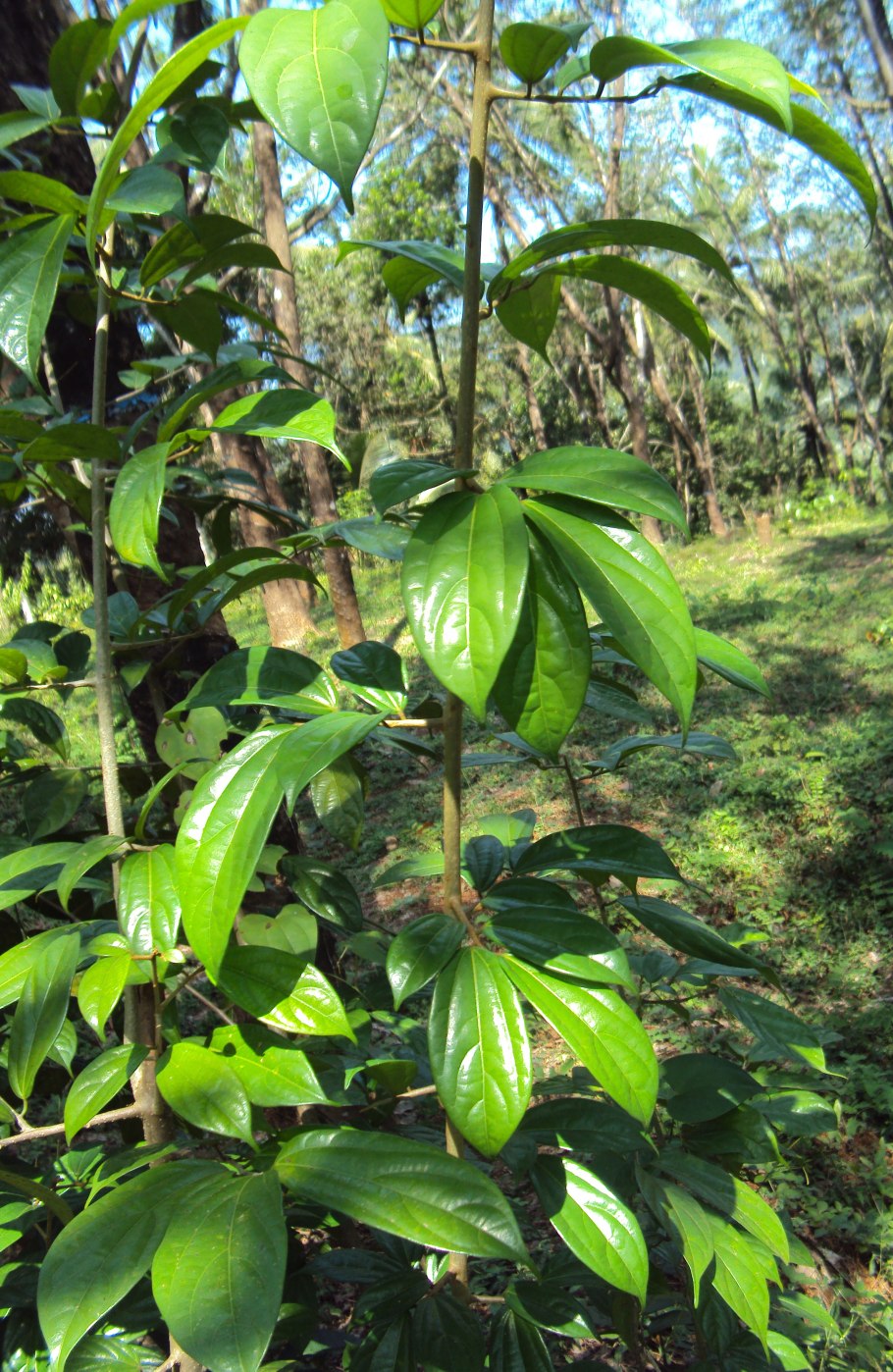 Medinilla JAVANENSIS