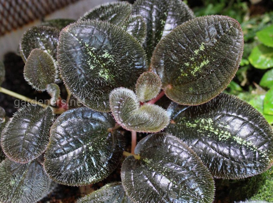 Couroupita nicaraguensis