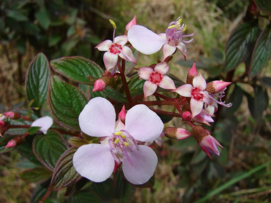 Heterocentron Roseum