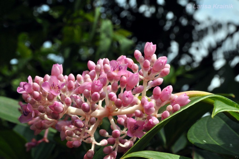 Calvoa sessiliflora