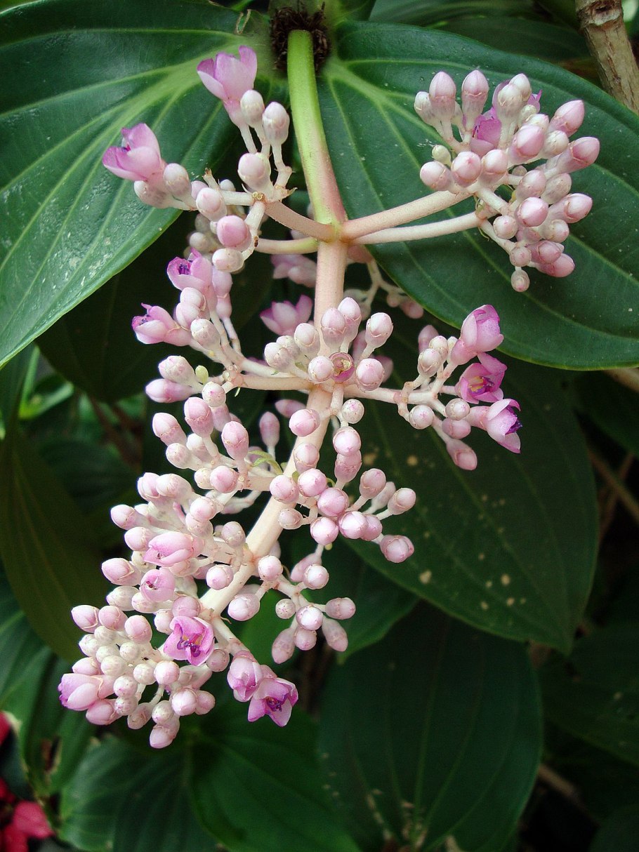 Brachyotum ledifolium