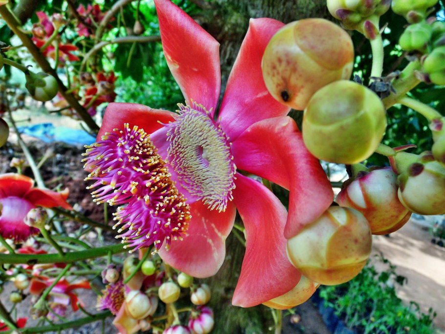 Саловое дерево фото