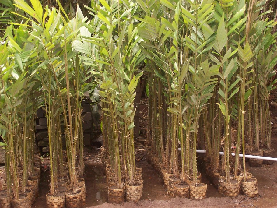 Шорея дерево плоды