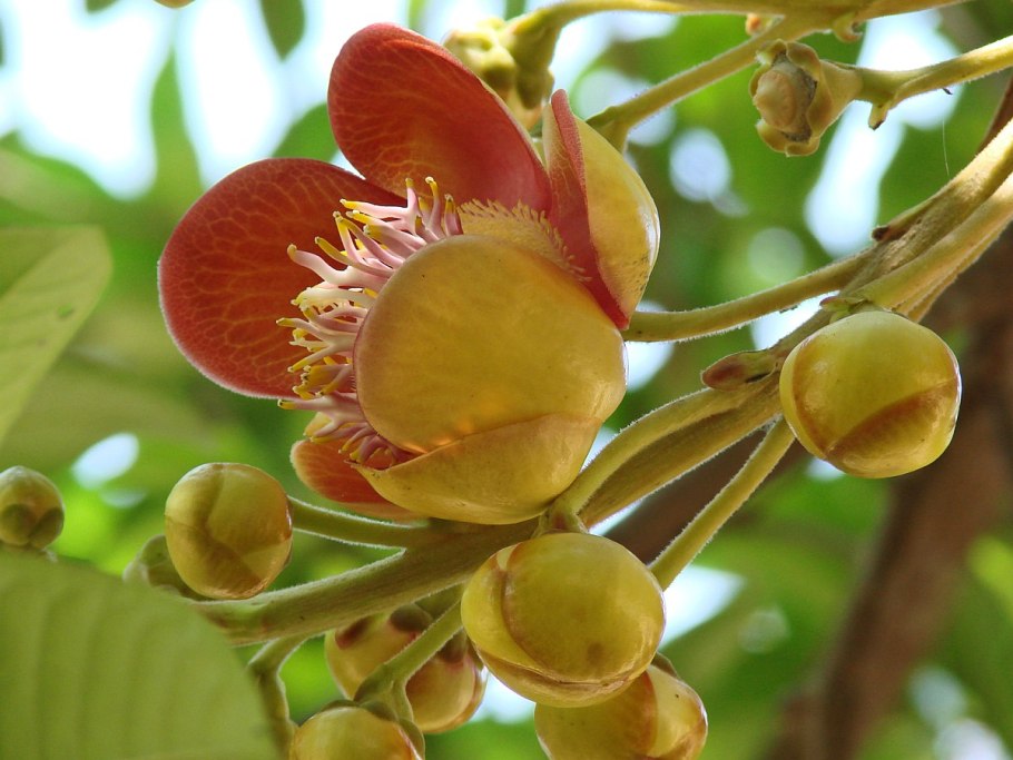 Shorea robusta дерево