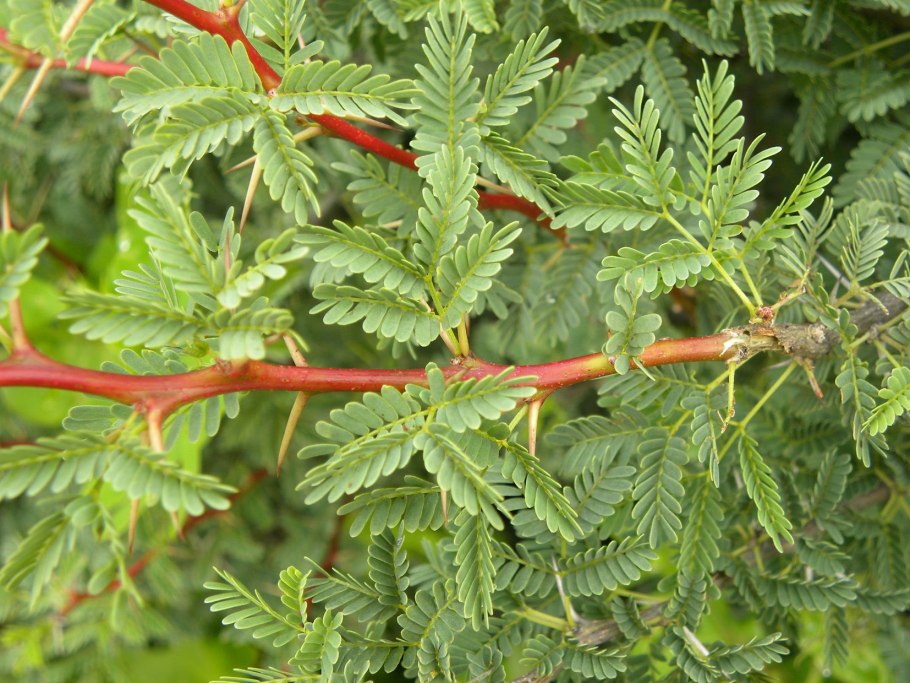 Делоникс Королевский семена