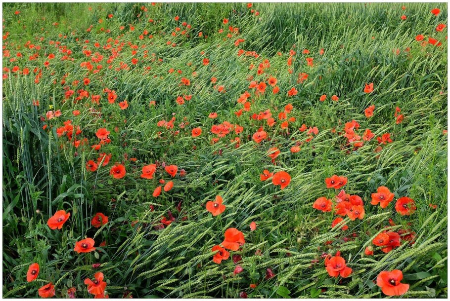 Растения сорняк Абхазия