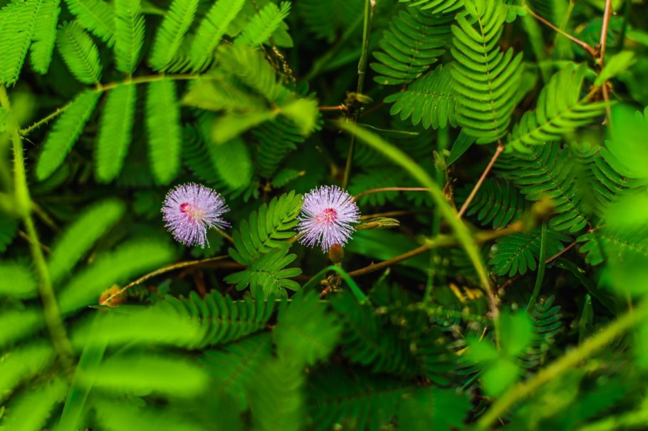 Шорея исполинская