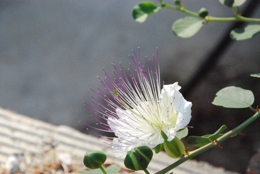 Спирея Сандро