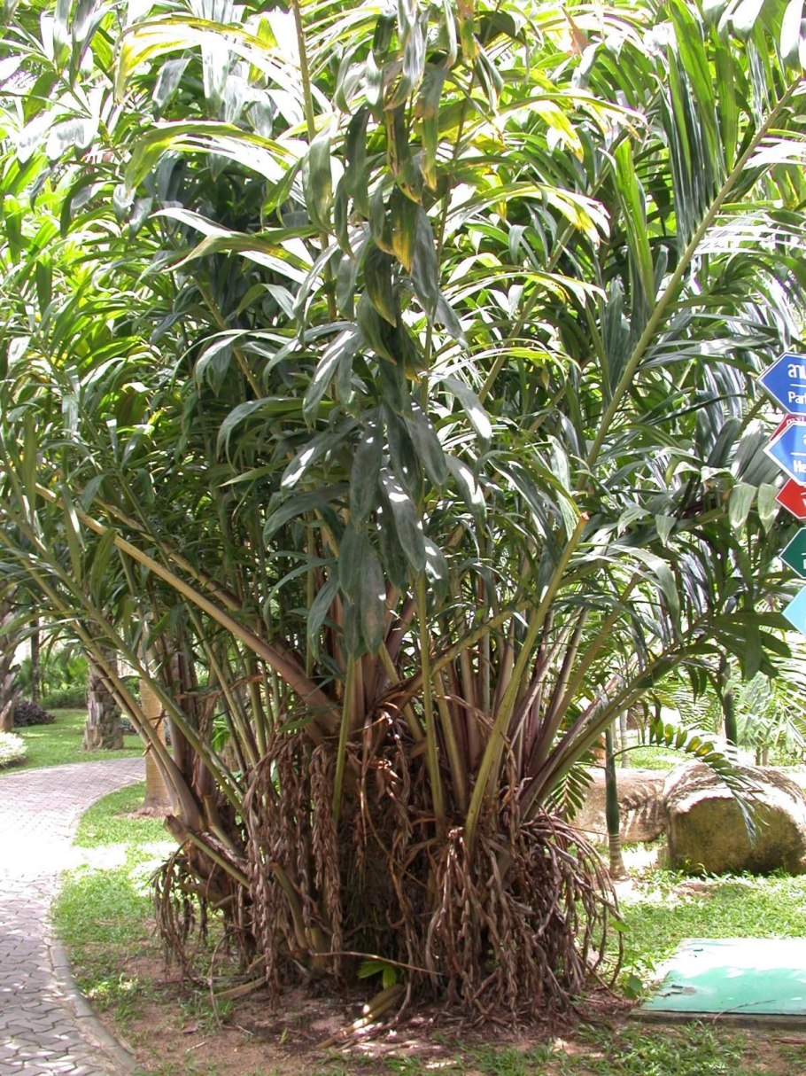 Артишок и расторопша